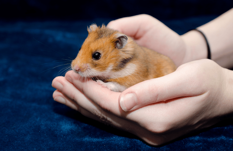 Syrian Hamsters