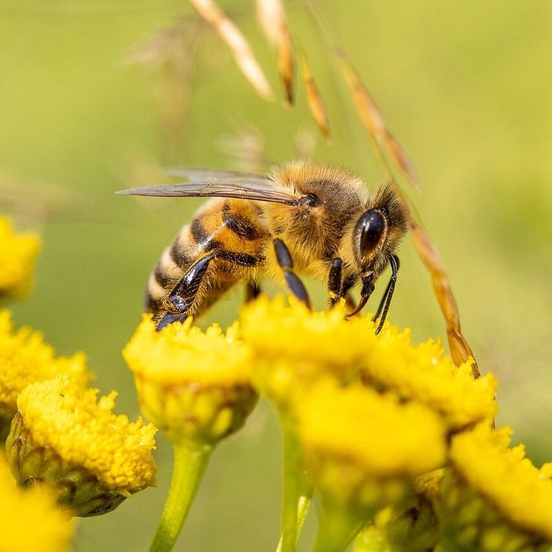 Bee Democracy