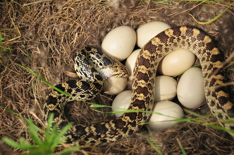 Lay Large Clutches Of Eggs In Summer