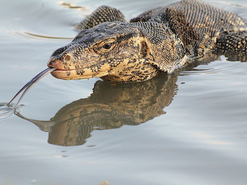 Salt-Tolerant Wonders: Mangrove Monitors