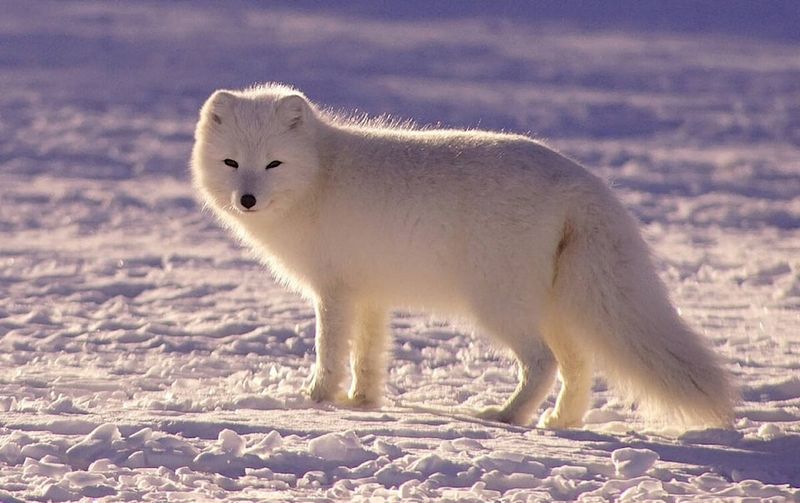 The Arctic Fox: Rabies Vector