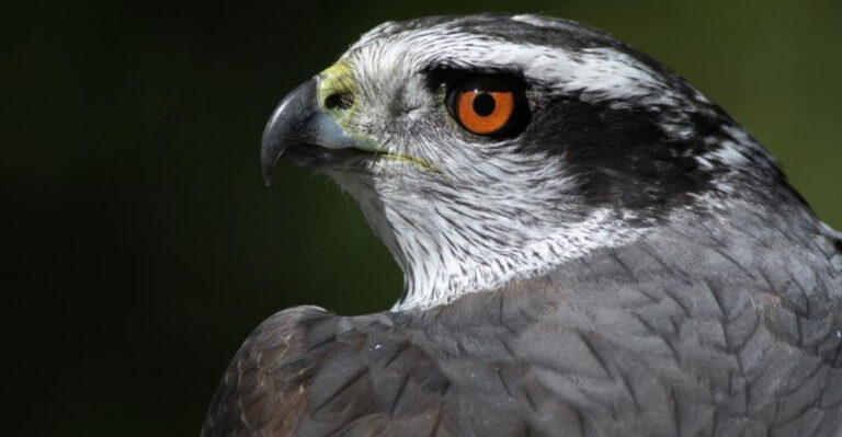 Hidden For Over Half A Century: 15 Mind-Blowing Facts About The New Britain Goshawk