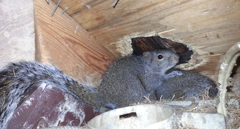 Roofline Invaders: Squirrels