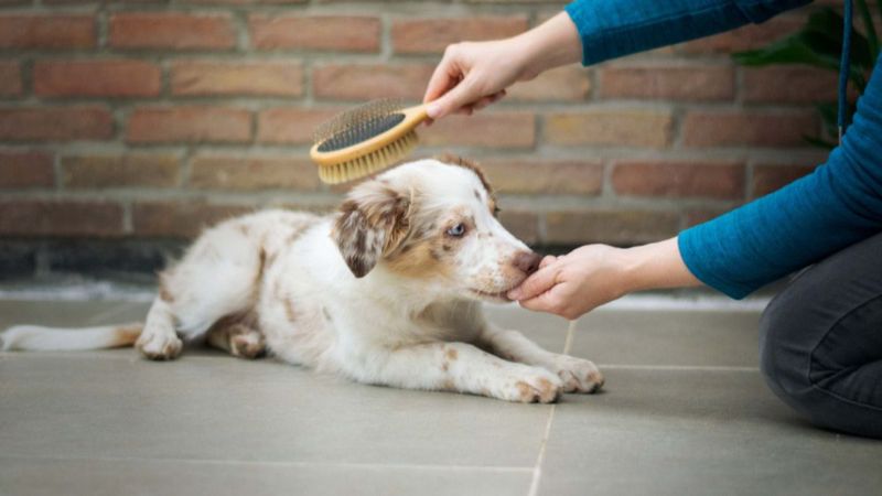 Gentle Brushing Sessions