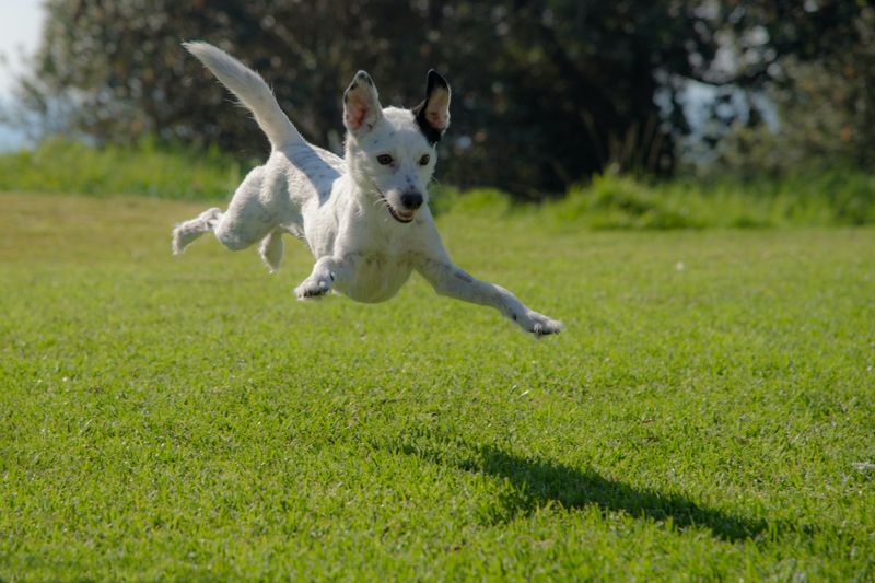 Zoomies