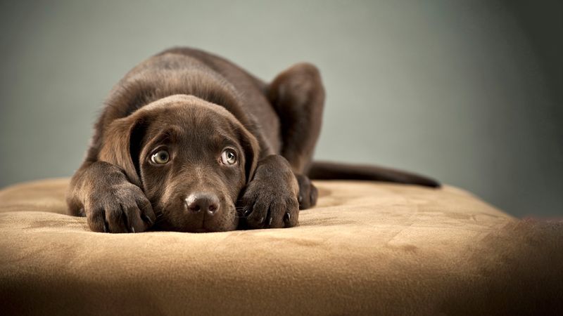Unusual Barking Or Vocalization