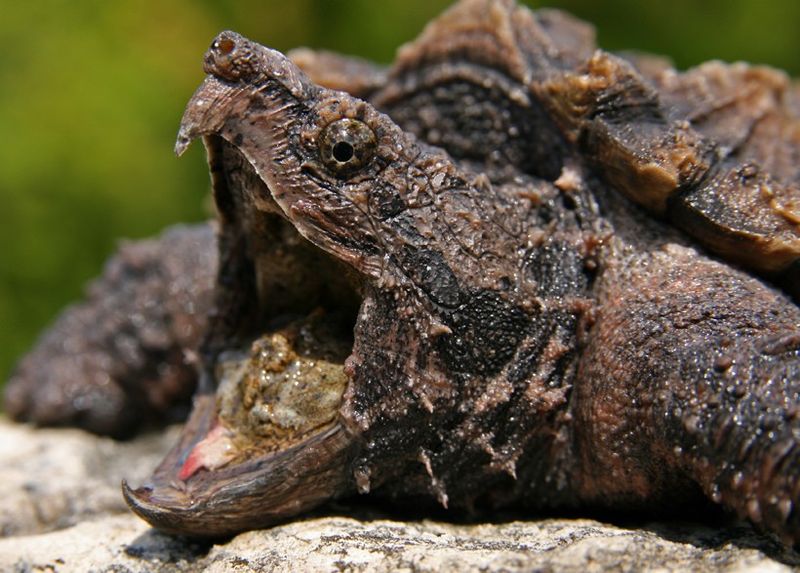 Swamp Kings That Outlasted Dinosaurs