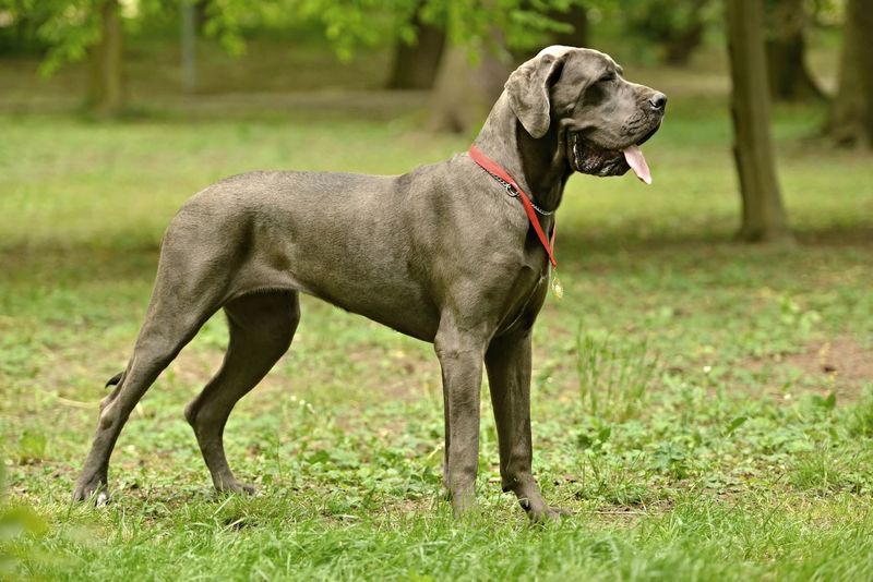 Large Breeds: Great Danes