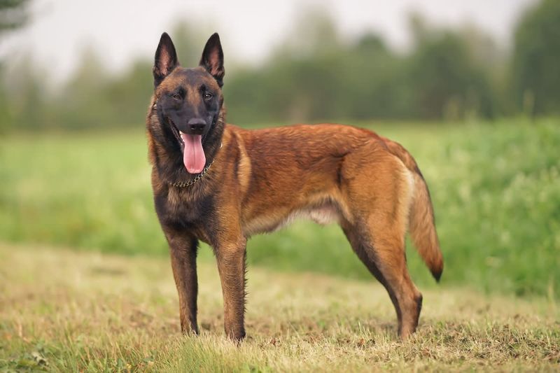 Belgian Malinois: Too Much Talent