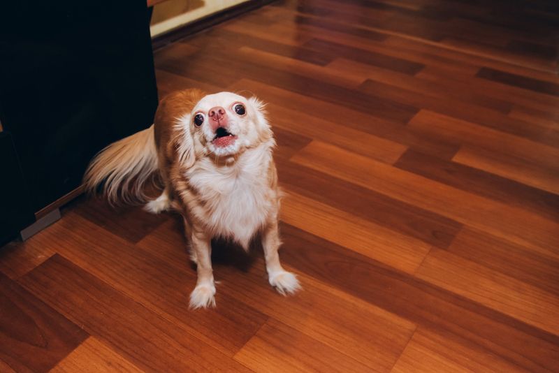 Excessive Barkers: Chihuahuas