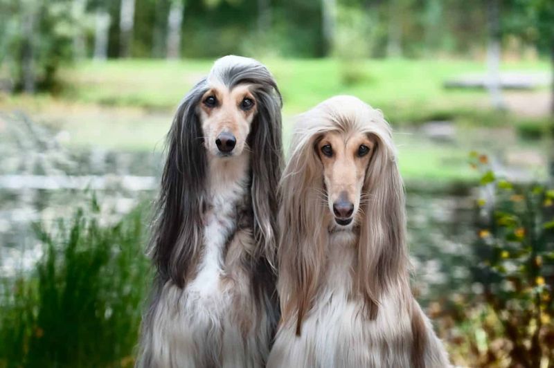 High Grooming Needs: Afghan Hounds
