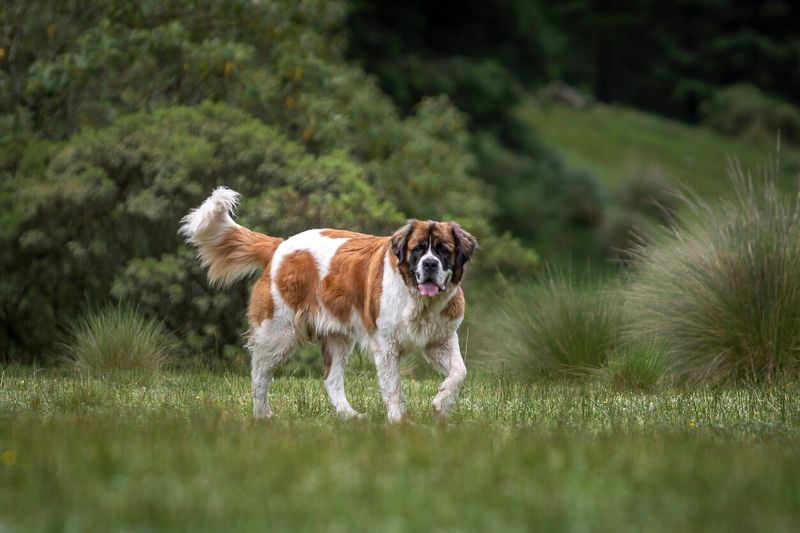 Large Breeds: Saint Bernards