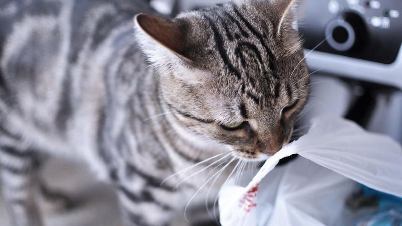 Rattling Plastic Bags