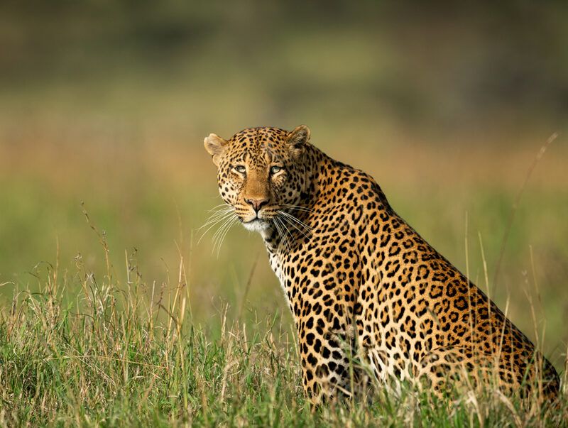 Adaptability To Environments