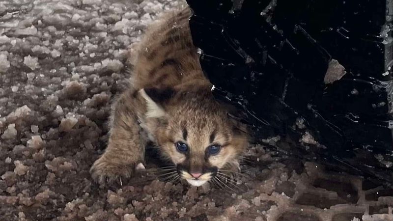 Conservation's New Poster Cat