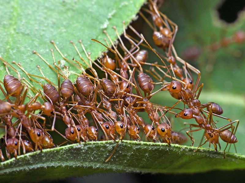 How Weaver Ants Turn Leaves Into Homes