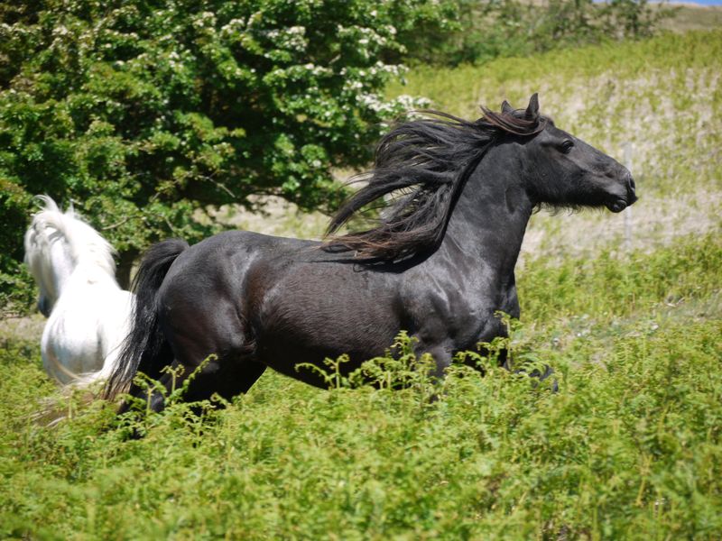 Fell Pony: England's Hardworking Heritage