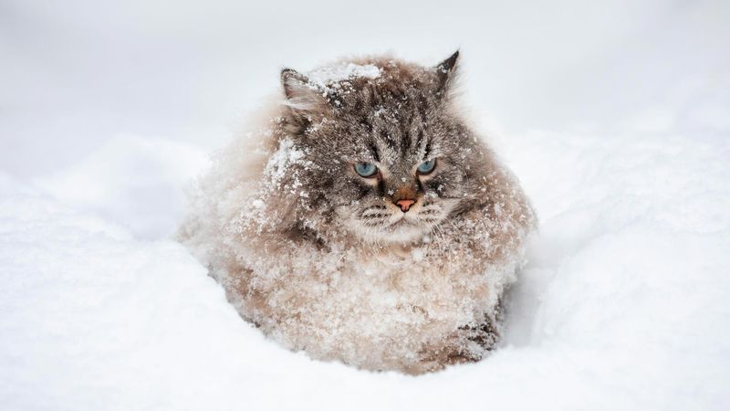 Siberian: Forest Phantom