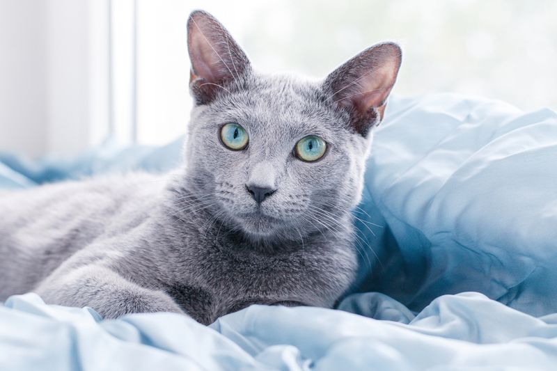 Low-Maintenance Companions