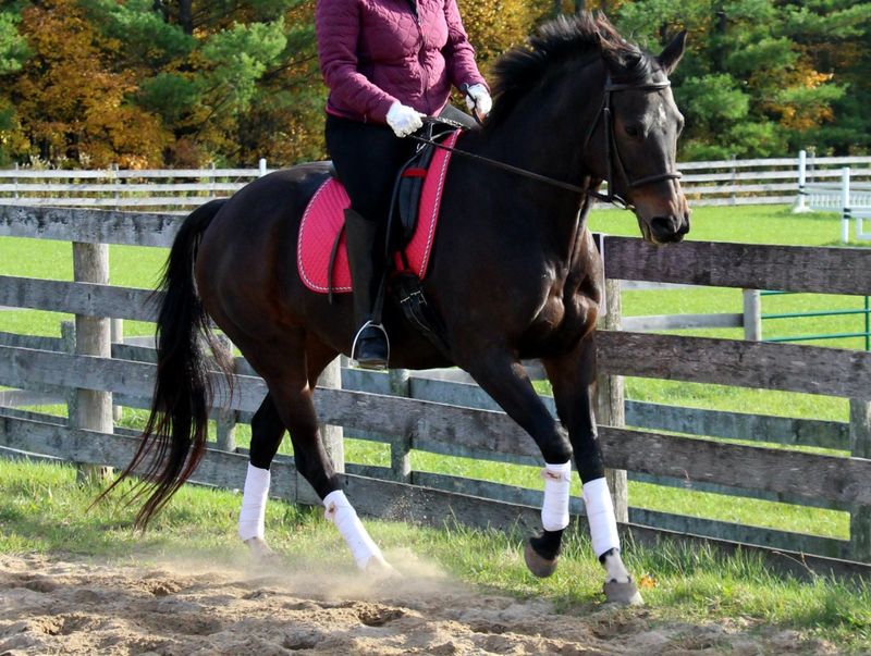 Incorporate Trotting And Cantering Into Training