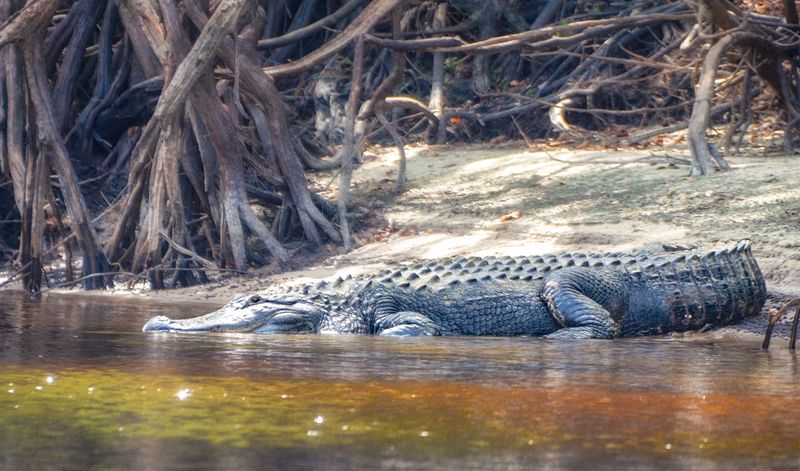 Suwannee River – Famous Waters, Hidden Dangers