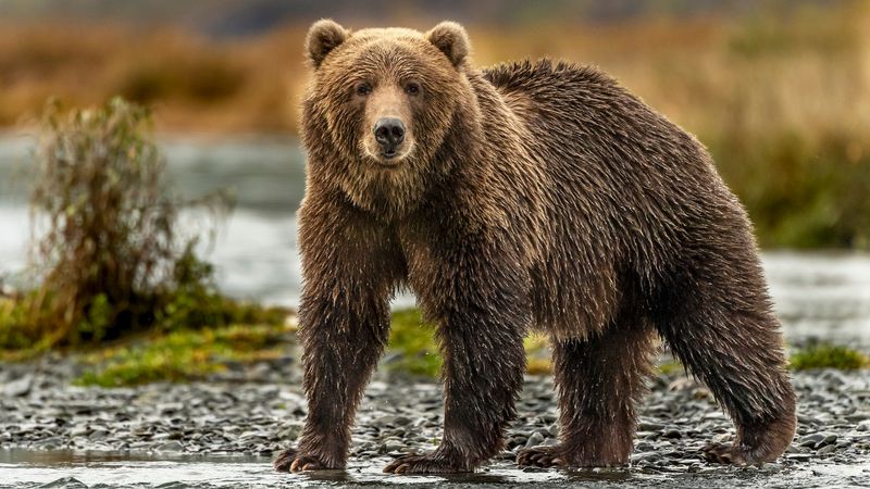 Kodiak Bear (Endangered Population)