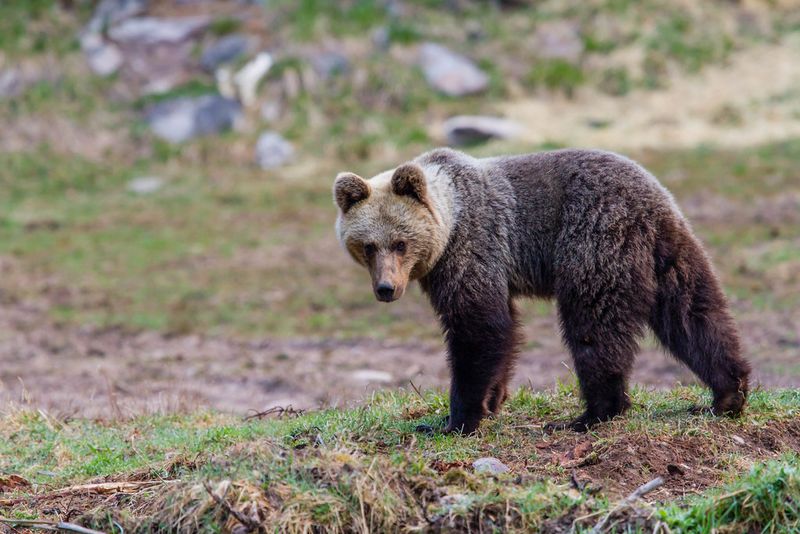 Marsican Brown Bear