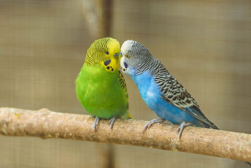 Feathered Nomads To Colorful Companions