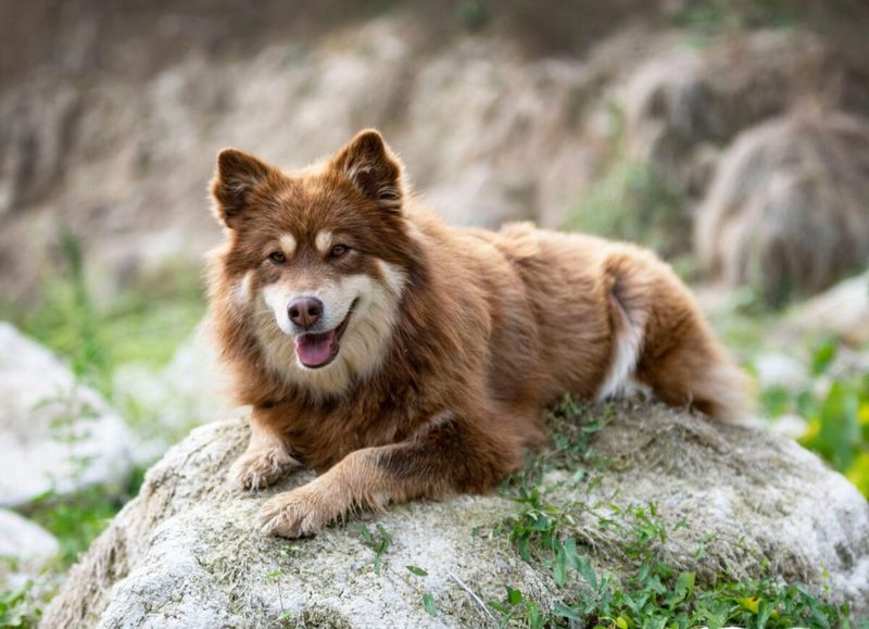 Reindeer Companions: Lapphund