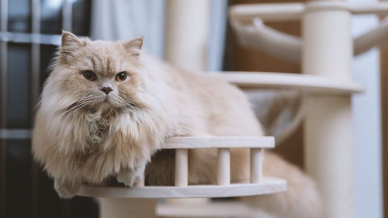 British Longhair: Teddy Bears Come Alive