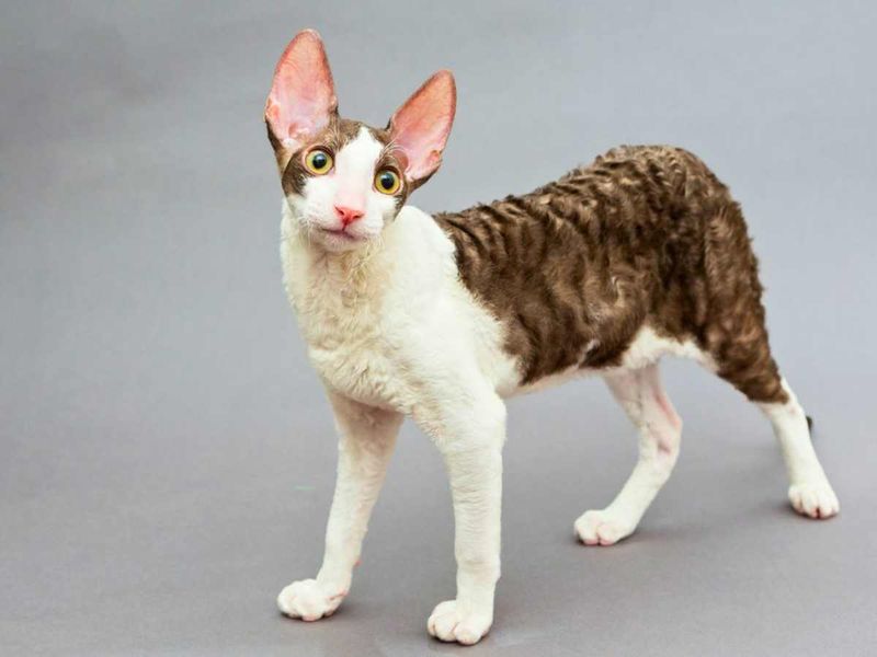 Cornish Rex + Devon Rex = Double Rex