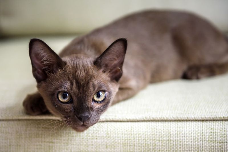 Burmese: The Velvet Shadow