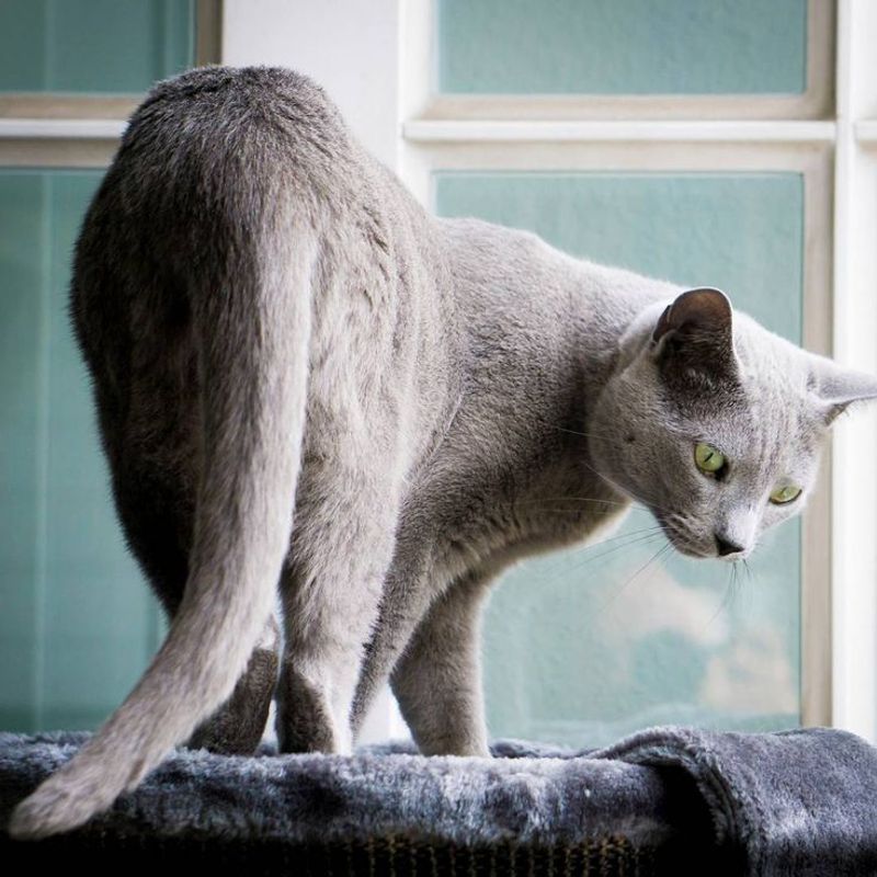 Russian Blue - The Quiet Observer