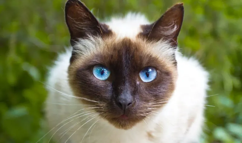 Siamese Sapphire Stare