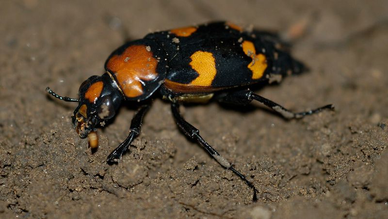 American Burying Beetle