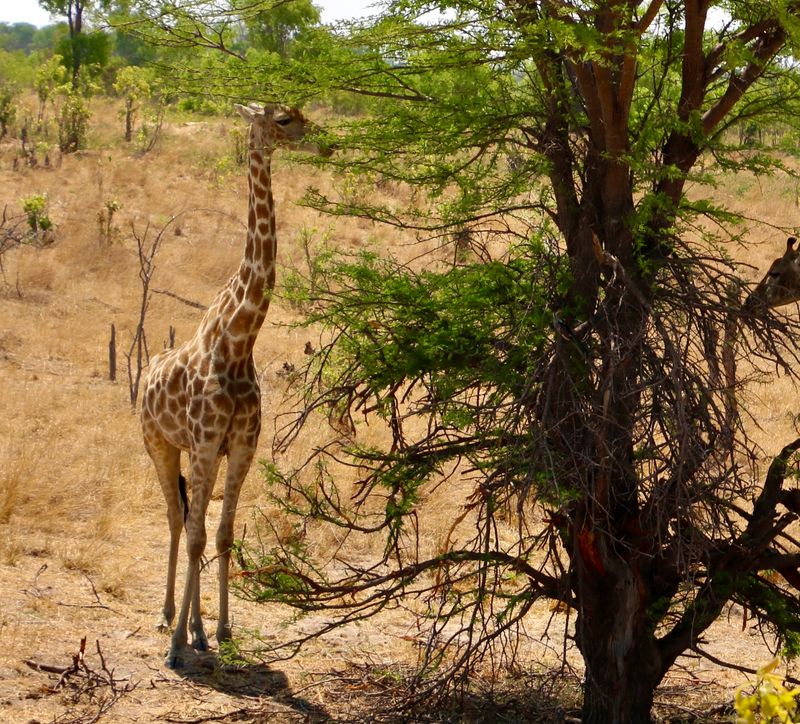 Giraffe