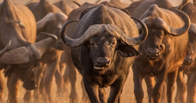 Cape Buffalo