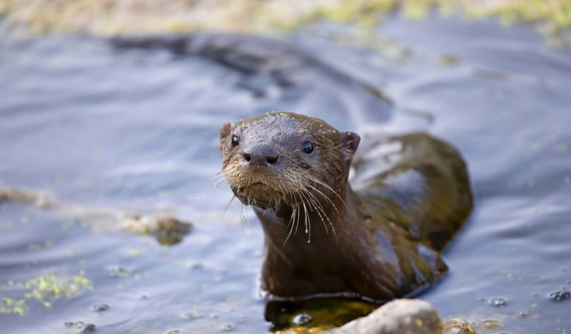 River Otters