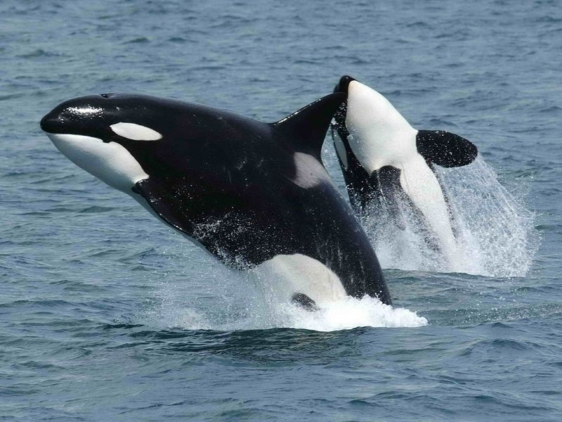 Killer Whale