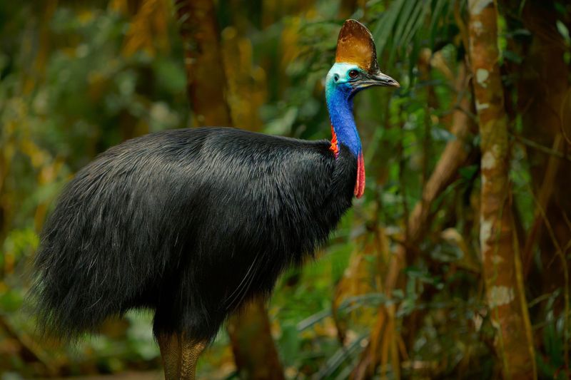 Cassowary