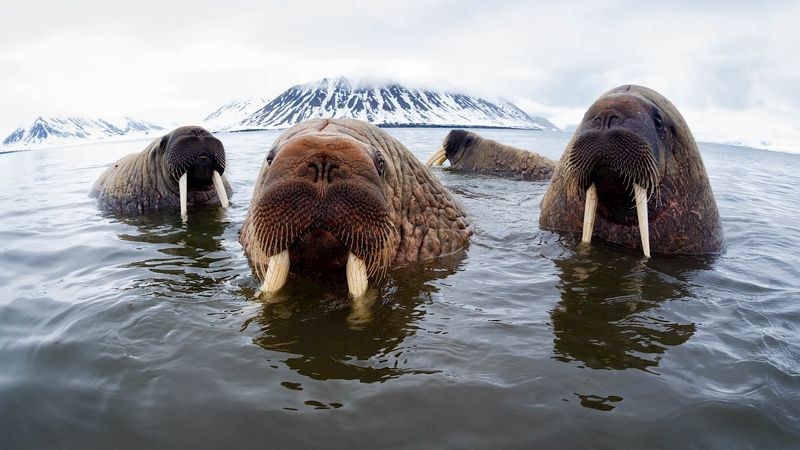 Walrus (Arctic Colossus)