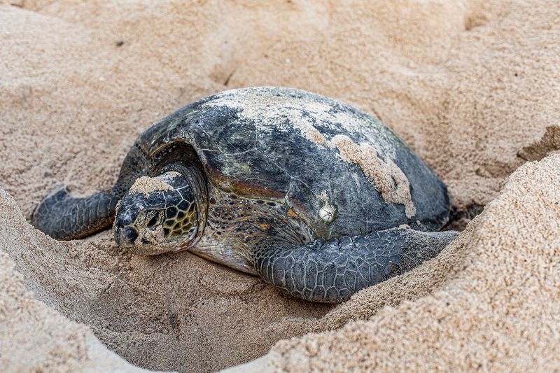 Sea Turtle