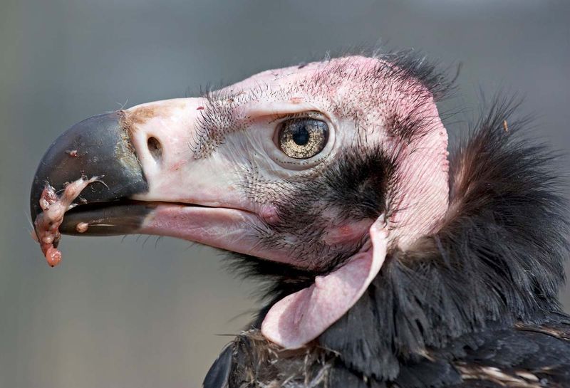 Red-headed Vulture