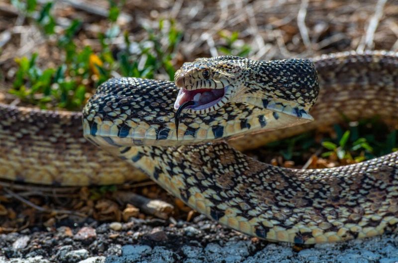 Often Mistaken For Dangerous Snakes