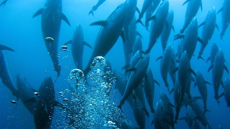 Tuna's Economic Impact