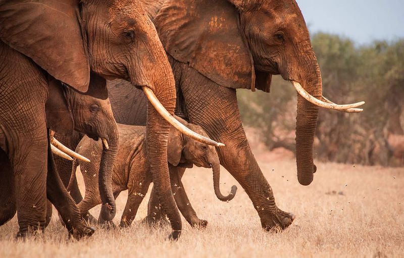 Conservation Efforts Supporting Reintroduction