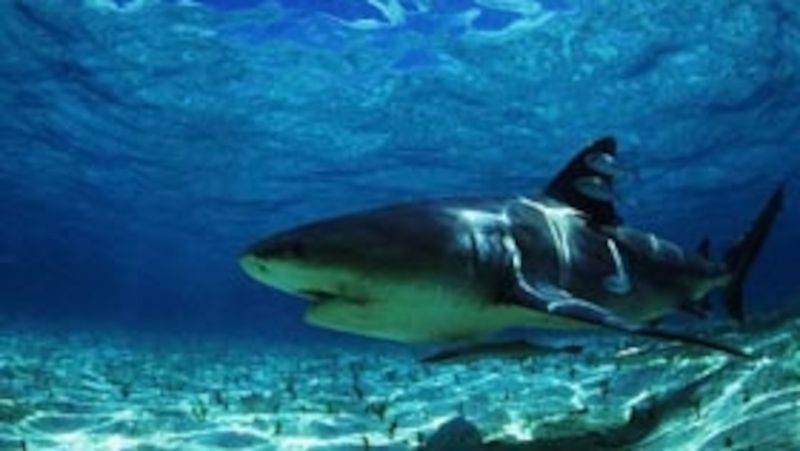 DIFFERENCE: Freshwater Tolerance Limits