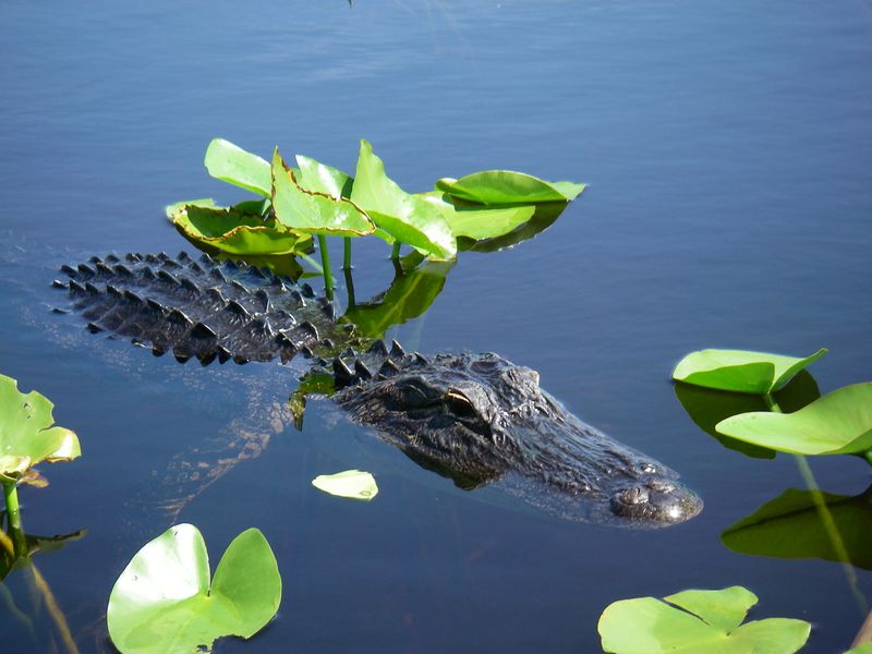 Abandoned Exotic Pets Find Freedom