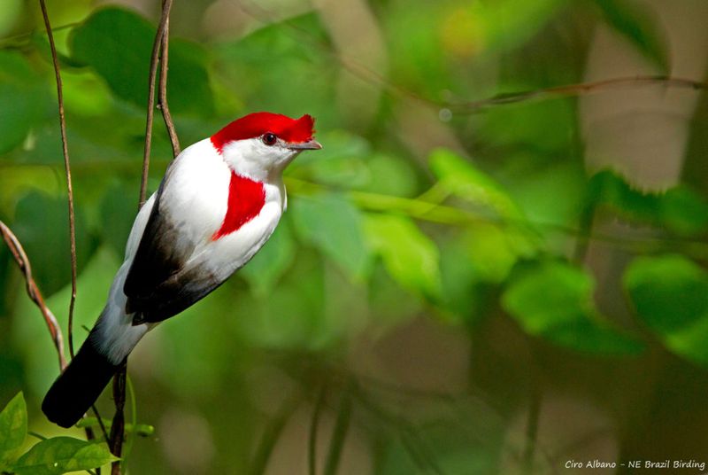 Araripe Manakin – Brazilian Forest Gem
