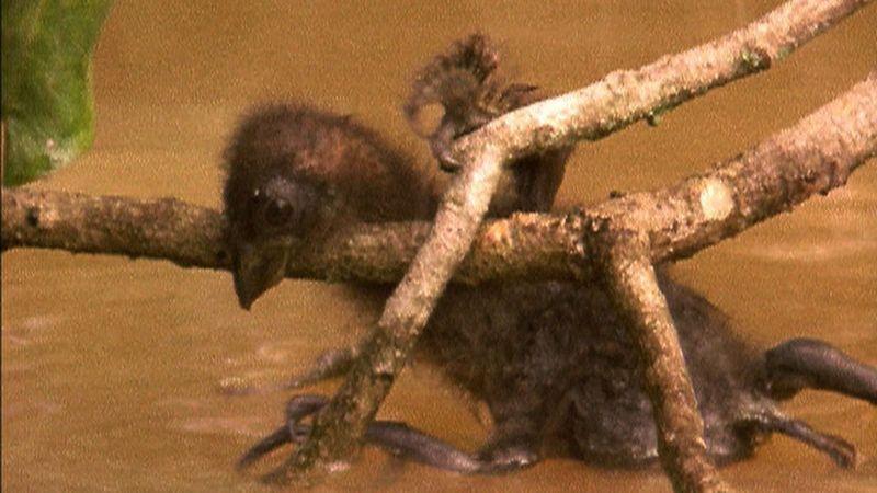 Clawed Wings In Babies